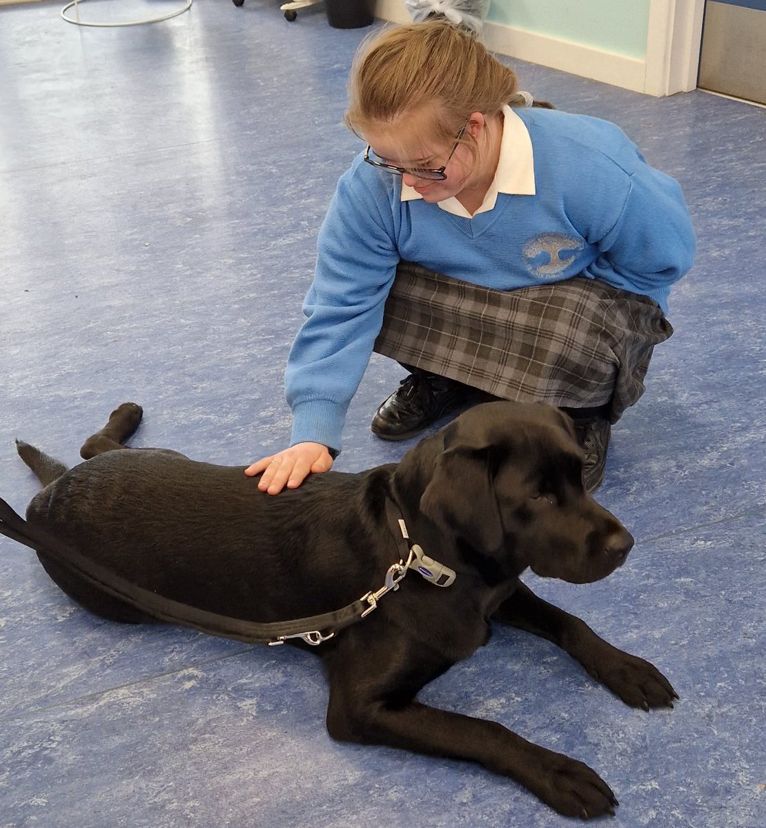 OideShona's tweet photo. The newest member of our team started today. Welcome to @Kingswoodcc16 Oide Cara 🐶 She is settling in well &amp; making friends with everyone she meets. A huge thank you to @irishguidedogs for their amazing support on this journey #TeamDDLETB https://t.co/KIxJ3QftO8