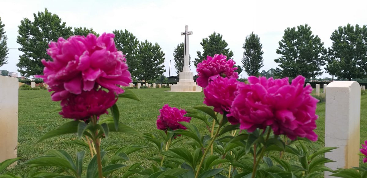 Nord_albert's tweet photo. Peony in full bloom at Padova war cemetery @CWGC @christi7351 https://t.co/hDDksjkVn9