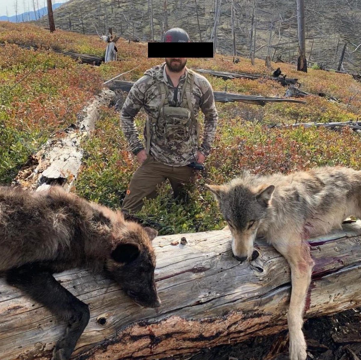 BanKillContests's tweet photo. .@POTUS @SecDebHaaland @DepSecBeaudreau Another example of how states "manage" our wolves. They need #FederalProtectionNow. #RelistWolvesNow https://t.co/UXicsmvdG8