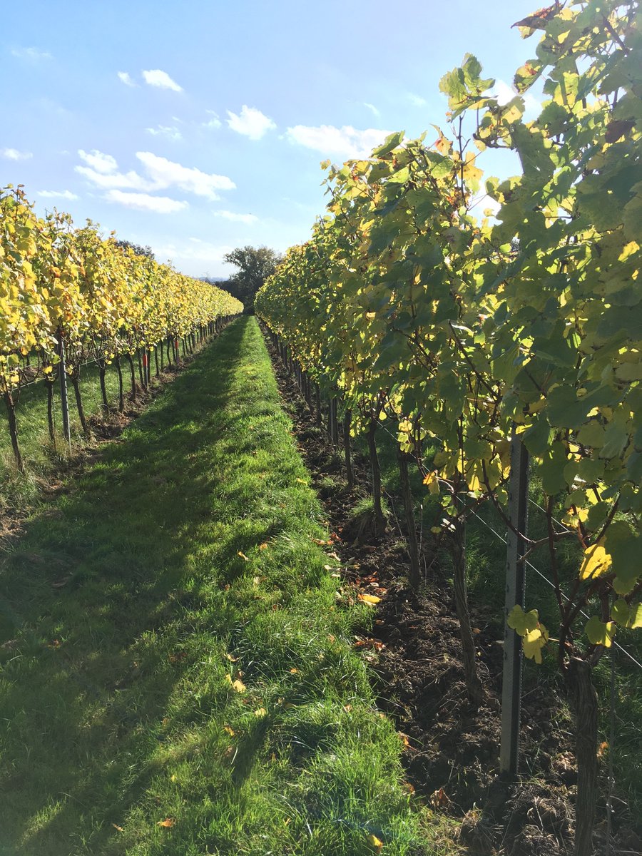 sesoil's tweet photo. Last chance to register for the next @Soil_Science SEESOIL meeting on Mon 6th Jun on 'Climate change and land use in the UK, and the growth of viticulture' @gusbourne @mparadelo Register by 24/05 (tomorrow) https://t.co/wpB6Z2sBQC https://t.co/LpQTyhVsXg
