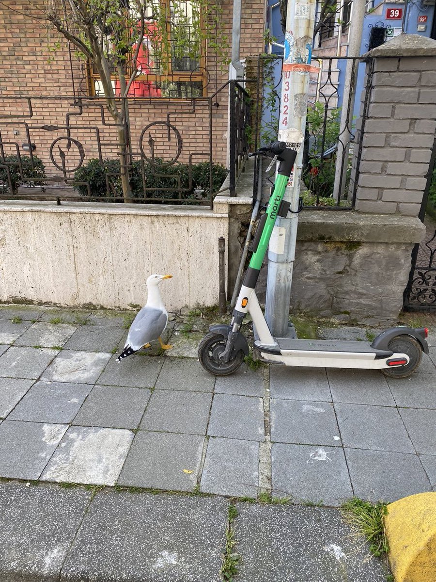 yazilim ogrenseydin a