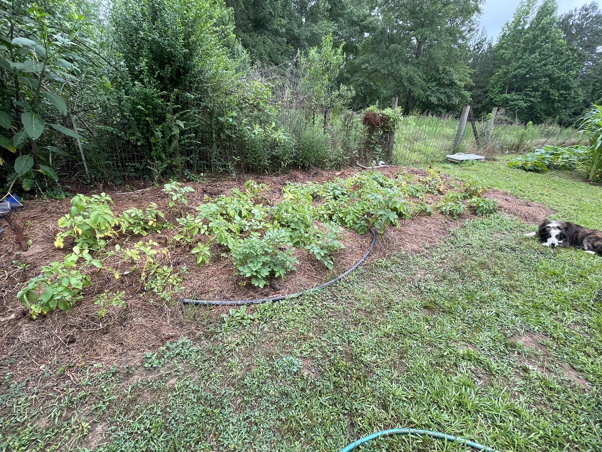 AldermanFarms's tweet photo. https://t.co/KxFuZWpw5I