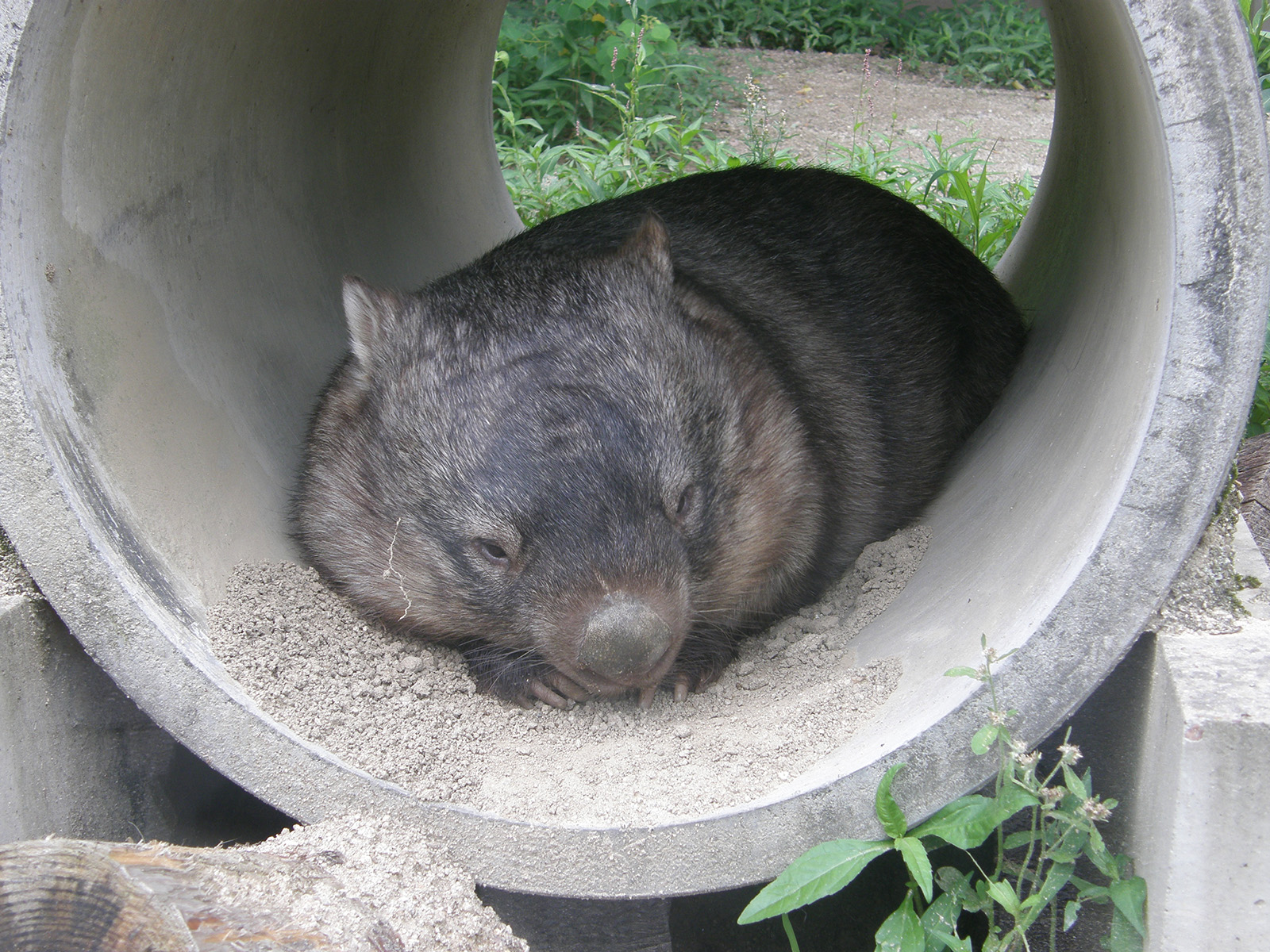 ワサビ市民 名古屋にいたウォレスさん 当時は東山動植物園にいました 11年5月に連れ添ったウァルカさんが亡くなったばかりでした 現在は長野の茶臼山動物園にいらっしゃいます 11年6月 Wombat ウォンバット 東山動植物園 T Co L1zcs36txf