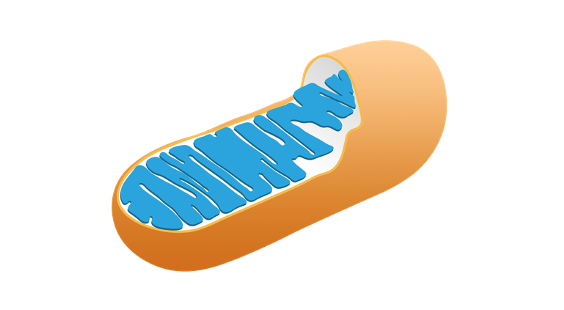 Lasker Foundation (@laskerfdn) on Twitter photo How does zinc, an essential cofactor for many proteins, get where it needs to go? For the first time, scientists have a identified a protein (called ZNG1) that places zinc in other proteins. Mutating ZNG1 leads to mitochondrial dysfunction. <a href="/EricSkaar/">Eric Skaar</a>
ow.ly/4yaM50JexbB How does zinc, an essential cofactor for many proteins, get where it needs to go? For the first time, scientists have a identified a protein (called ZNG1) that places zinc in other proteins. Mutating ZNG1 leads to mitochondrial dysfunction. <a href="/EricSkaar/">Eric Skaar</a>
ow.ly/4yaM50JexbB
