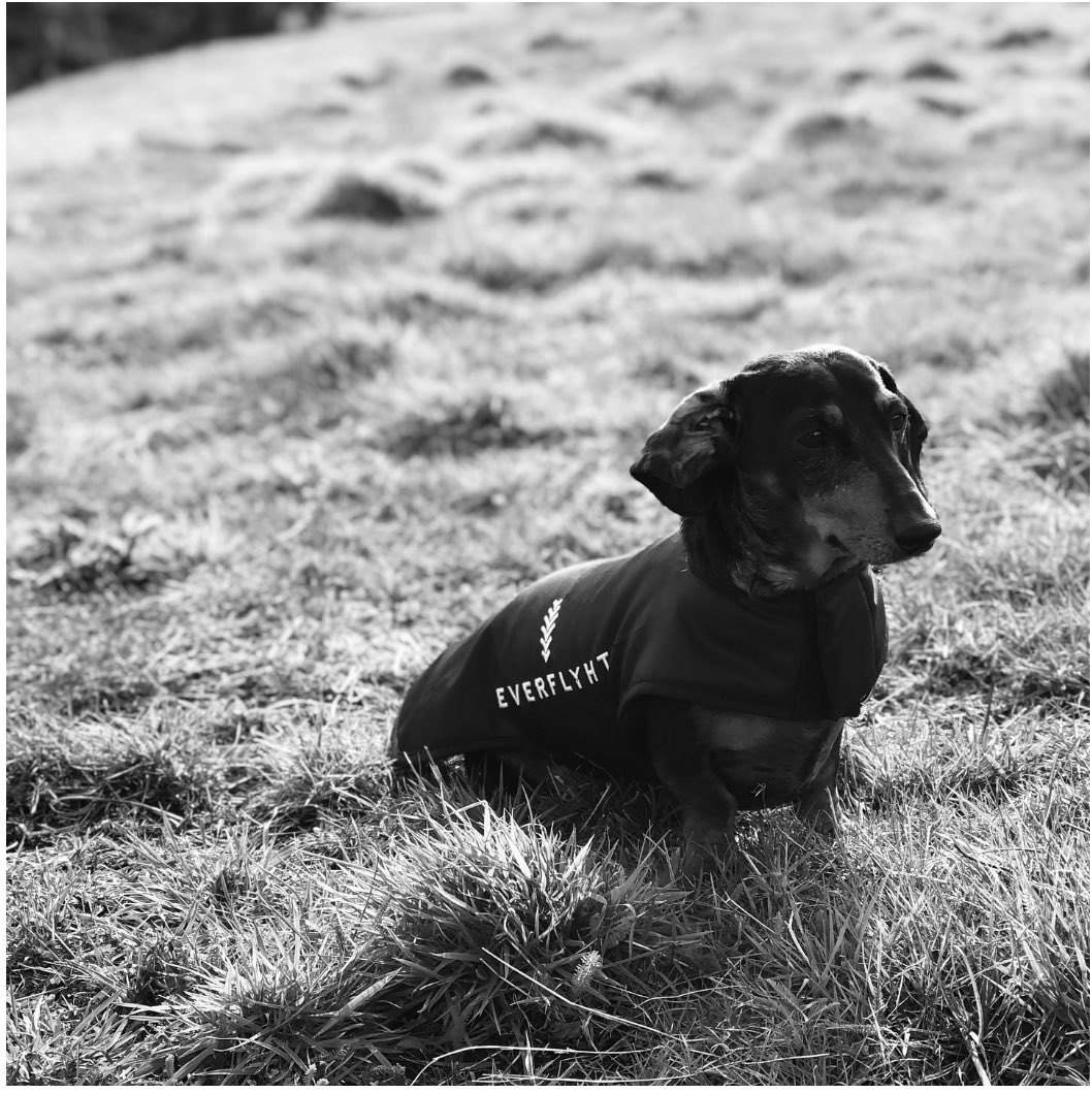 Introducing little Bean the mini-Daschund, captured here proudly modelling his new <a href="/everflyht/">Everflyht</a> jacket #minidaschund #MondayMotivation #englishsparklingwine