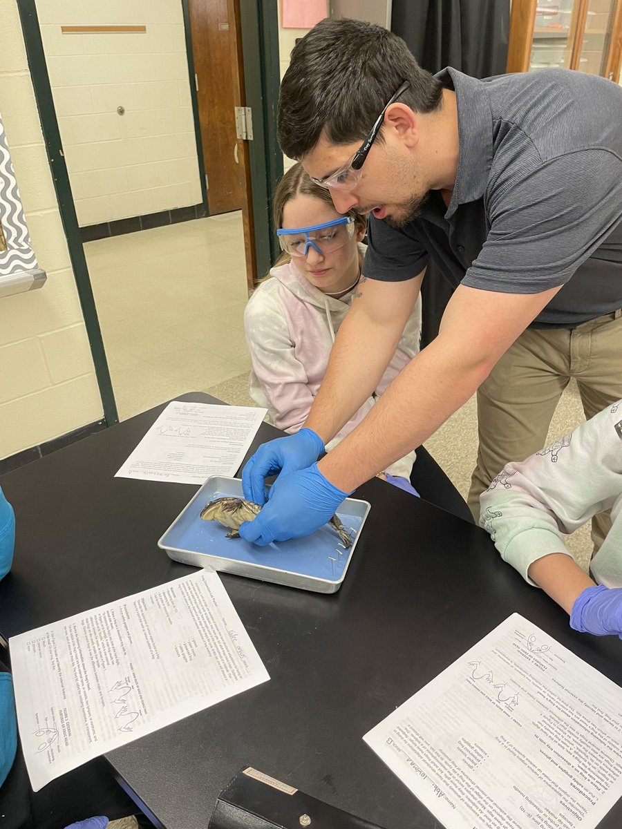 YakoCMS's tweet image. 6th and 8th graders collaborating together for frog dissection today. #colts#teaming