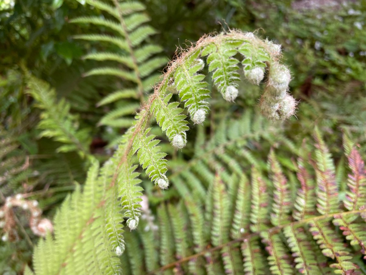 WhitworthArt's tweet photo. As summer approaches you may have noticed more and more of the ferns in our Alex Bernstein Garden unfurling to reveal their beautiful fronds!
#GalleryInThePark #FernFronds #PolystichumSetiferumHerrenhausen #SoftShieldFern https://t.co/B7qmf8Sgft