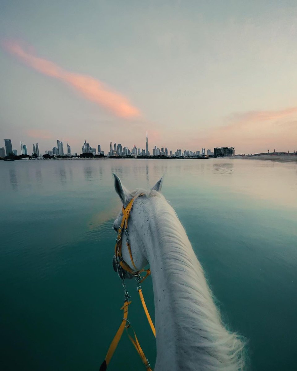 Pursuit of new adventures!
Tag someone you’d like to join you on a beach horse ride in Dubai 🐎 
📸 IG/aahm.11 IG/a3yan_stables
#VisitDubai