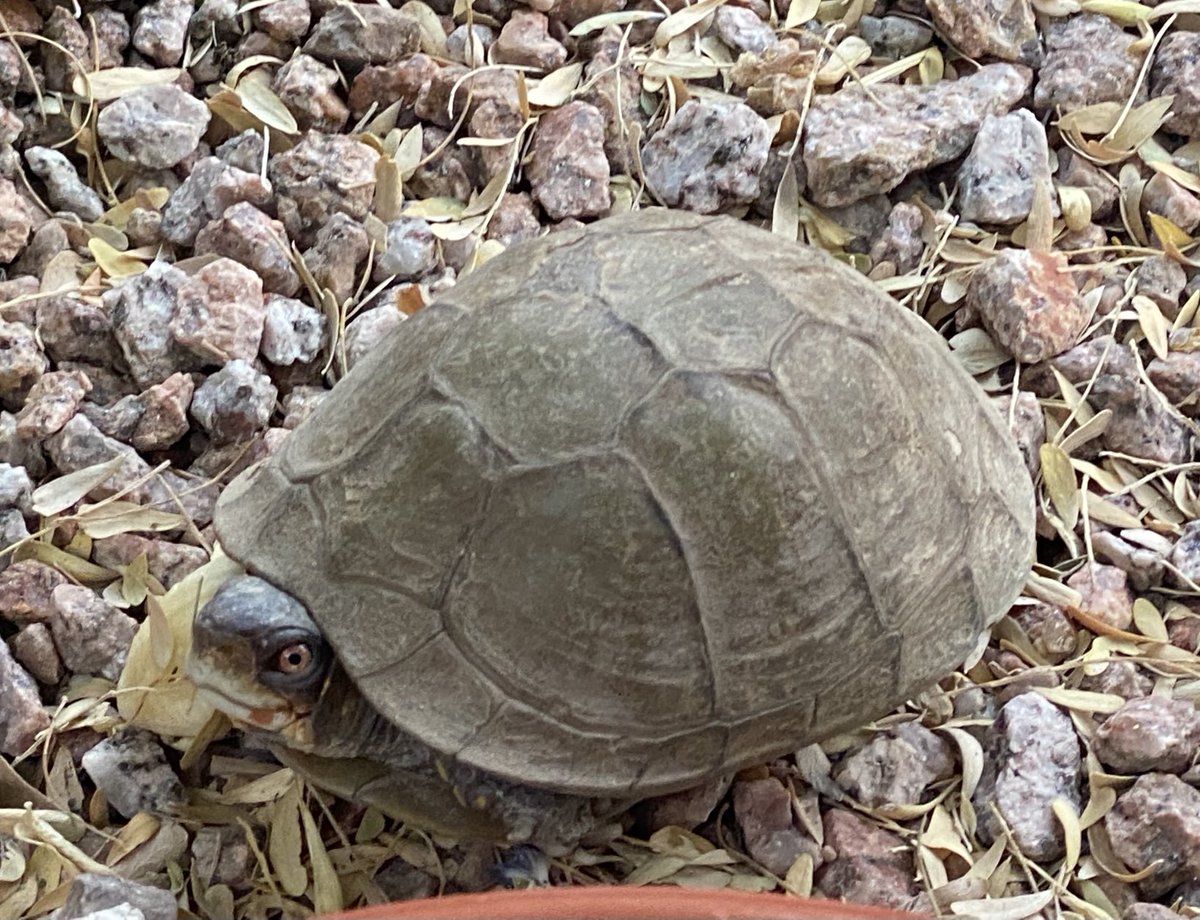 kathy_husser's tweet photo. Happy #Monday and #WorldTurtleDay from the box #turtle that lives in the #desert backyard. No name… he/she came with the house and is 23 years old. #turtles #EasyPet 🐢💕🐢💕🐢 https://t.co/fzuj1A3bIo