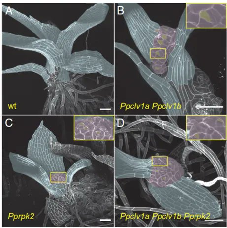 Plantae (@plantae_org) on Twitter photo Plant Science Research Weekly -- Cytokinin–CLAVATA cross-talk is an ancient mechanism regulating shoot meristem homeostasis in land plants. (PNAS) <a href="/RoederLab/">Roeder lab</a> (Summary by Andrea Gómez Felipe <a href="/andreagomezfe/">𝔸𝕟𝕕𝕣𝕖𝕒 𝔾ó𝕞𝕖𝕫-𝔽𝕖𝕝𝕚𝕡𝕖 🔬🌱🇲🇽</a>) buff.ly/39j1faS Plant Science Research Weekly -- Cytokinin–CLAVATA cross-talk is an ancient mechanism regulating shoot meristem homeostasis in land plants. (PNAS) <a href="/RoederLab/">Roeder lab</a> (Summary by Andrea Gómez Felipe <a href="/andreagomezfe/">𝔸𝕟𝕕𝕣𝕖𝕒 𝔾ó𝕞𝕖𝕫-𝔽𝕖𝕝𝕚𝕡𝕖 🔬🌱🇲🇽</a>) buff.ly/39j1faS