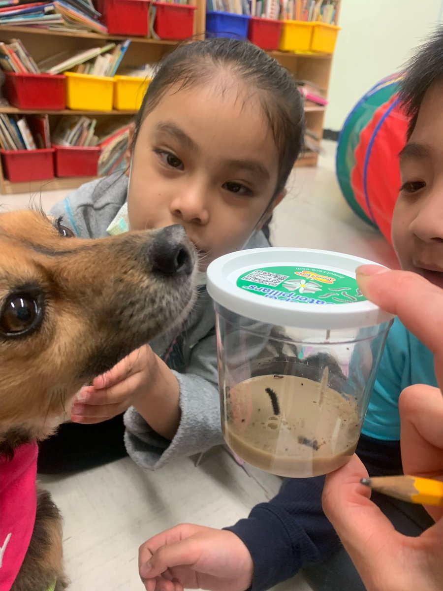 Are these Comfort Caterpillars?