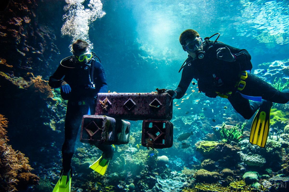 Burgers' Zoo in Arnhem, Netherlands supports coral reef restoration in the wild. May 23rd, 2022. © Romy Fernandez @burgerszoo #photojournalism #marineconservation #climatechange