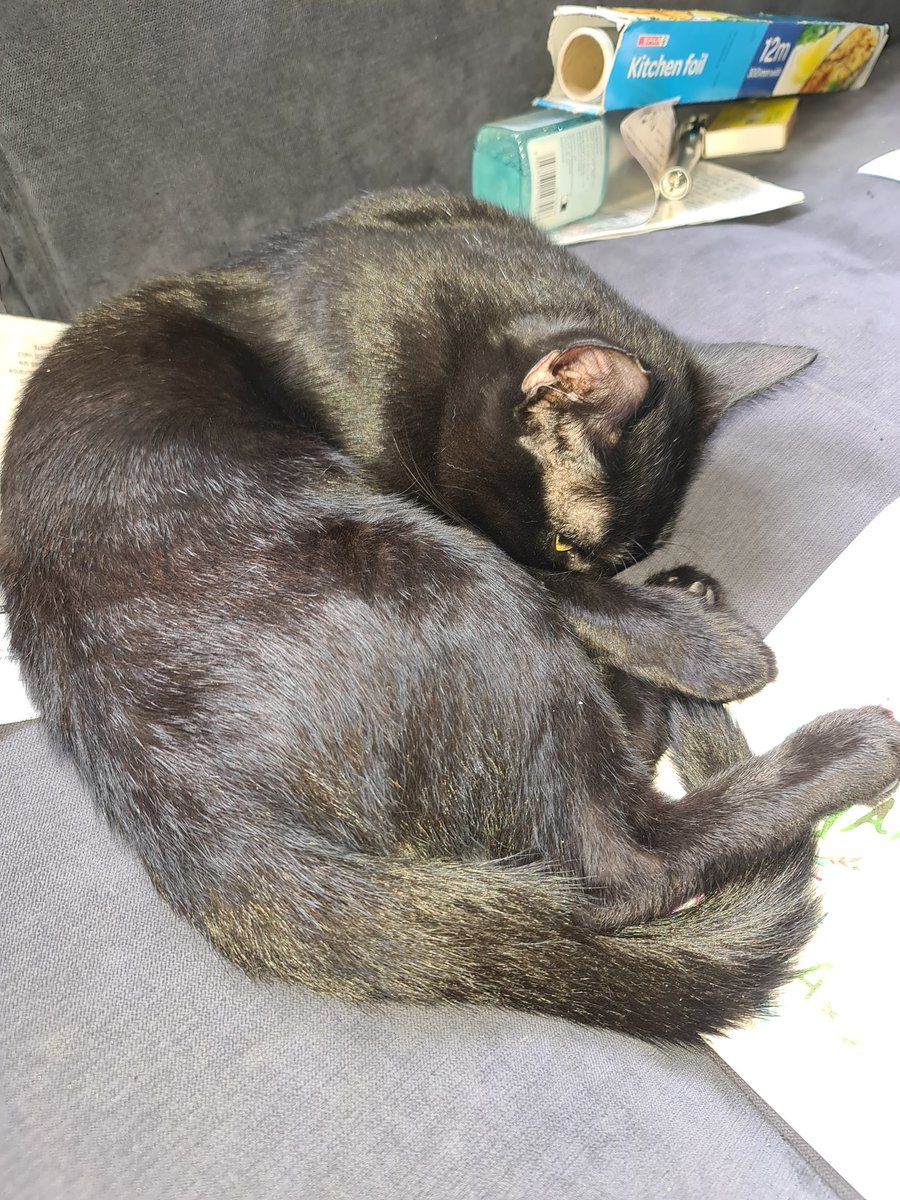 kenyahoyland's tweet photo. Sleepy kitten #CatNapTime  #sleepykitten it's hard work looking after me .. he was up all night with me so he is exhausted bless him #therepykitten #MentalHealthSupportKitten https://t.co/DVcJToF20q