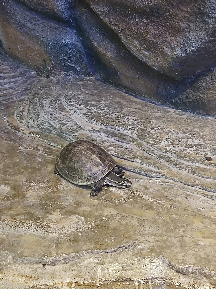 turtlebayyyy's tweet photo. Eastern Snake Neck Turtle https://t.co/LwZdCZV2Zp