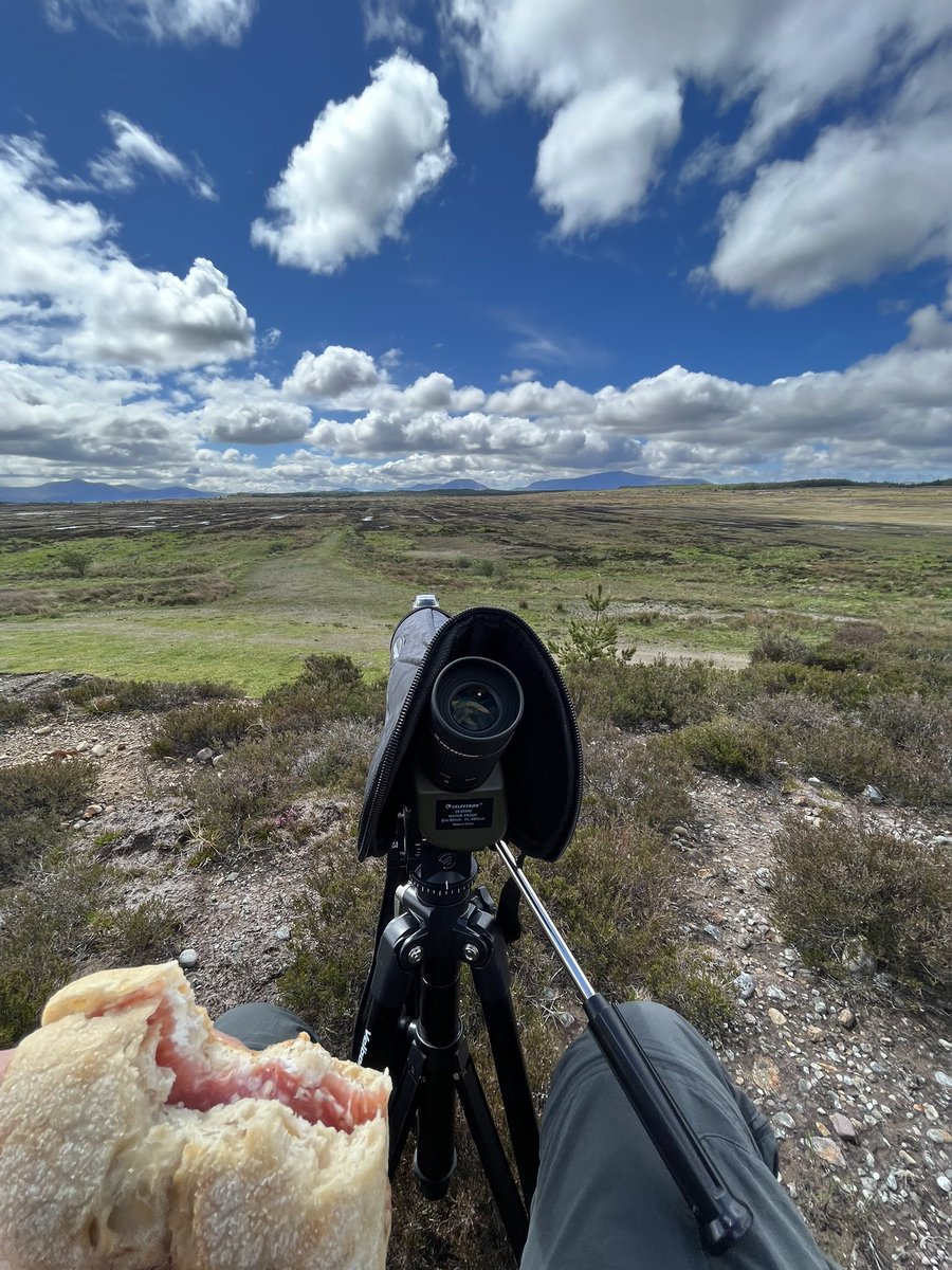 Bird surveys aren’t too bad!