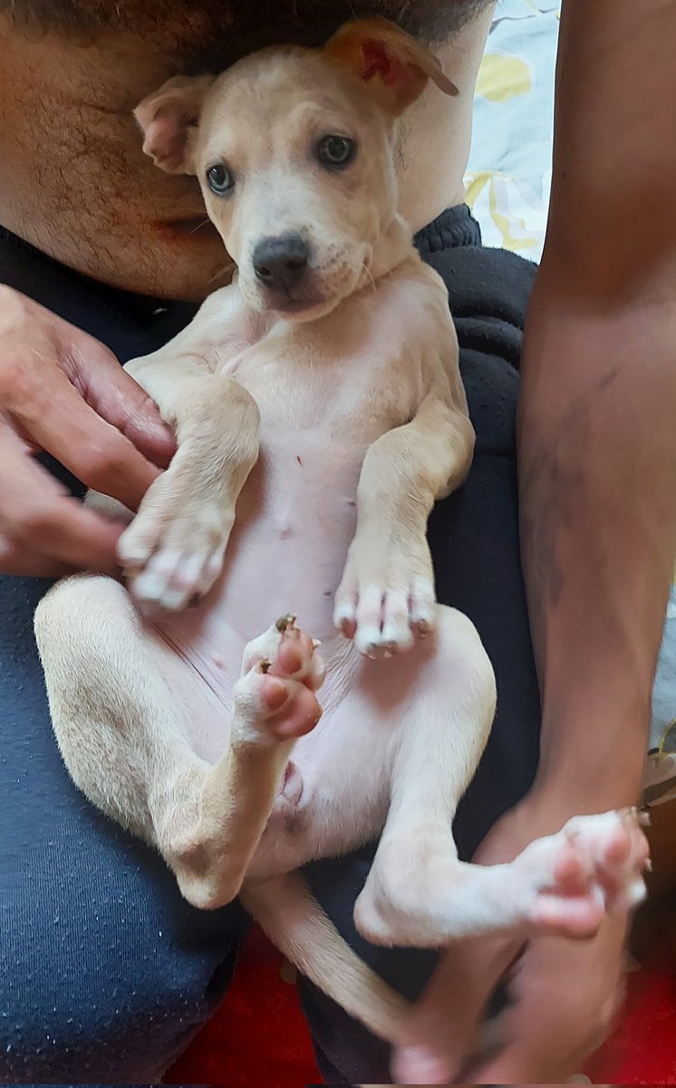 Aphrodite enjoying a belly rub before her little persons home. #DogsofTwittter #dogs #puppy