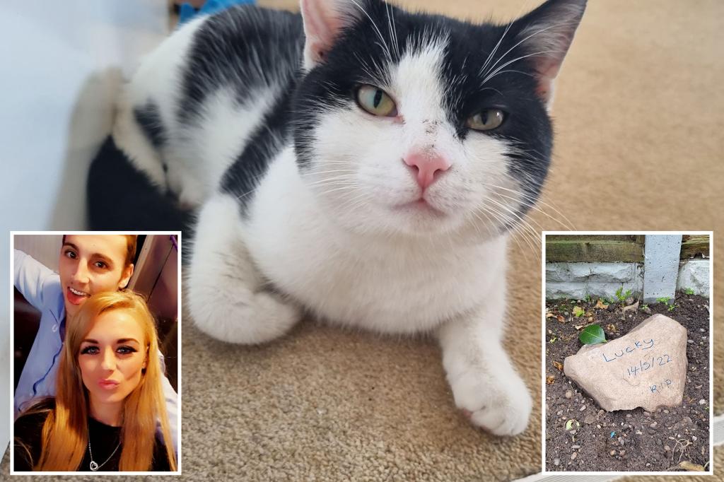 nypost's tweet photo. Couple shocked when 'dead cat' comes back home after being buried https://t.co/6jepE8e1ND https://t.co/RRLE1a2Kfv