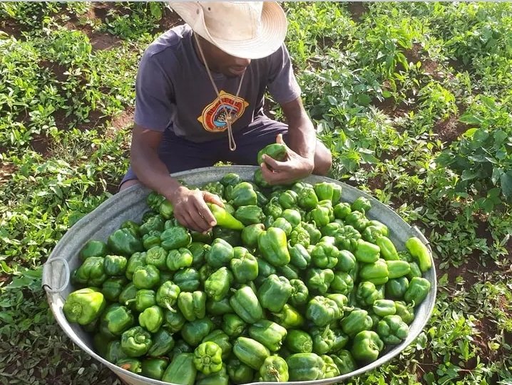 FFreshfoods's tweet photo. Part of the greatestpaper harvest .. get it fresh https://t.co/QoBD4IseuD