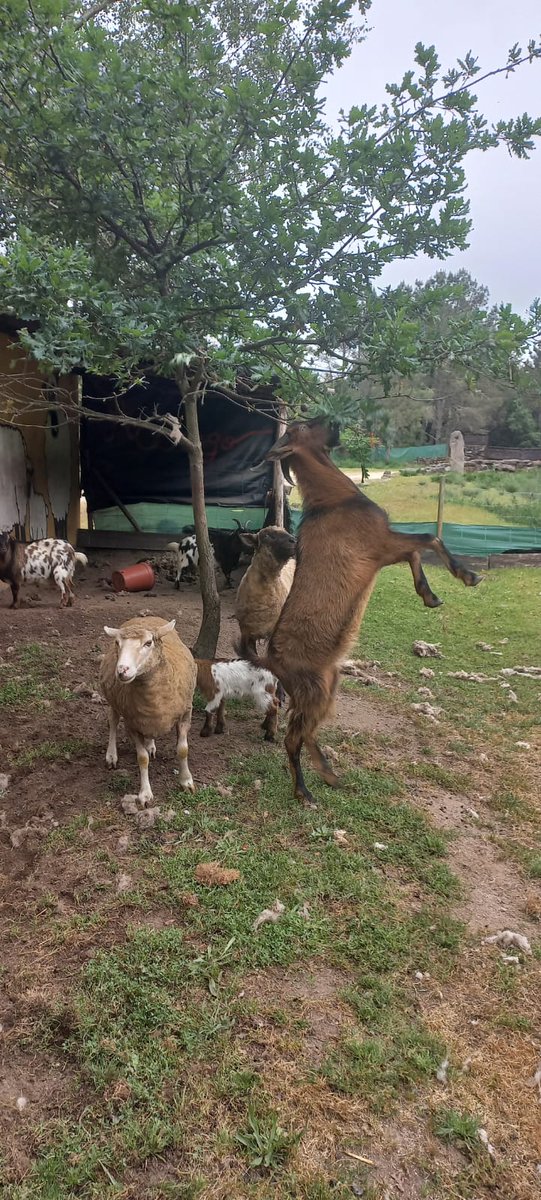 franciscanasOU's tweet photo. #excursión
@s picariñ@s de infantil acudiron ao centro de lecer #acougo para se divertiren en grande. https://t.co/brIWPBdpPl