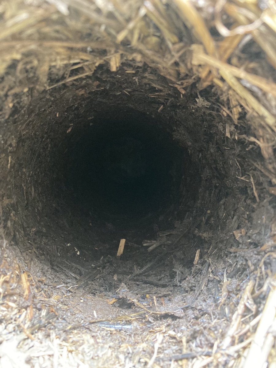 Great to be removing the pipes from Johnson-Su and immediately seeing soil life
See more about Johnson-Sus in this weeks farmers weekly #soillife #johnson-su #soilhealth #soilbiology