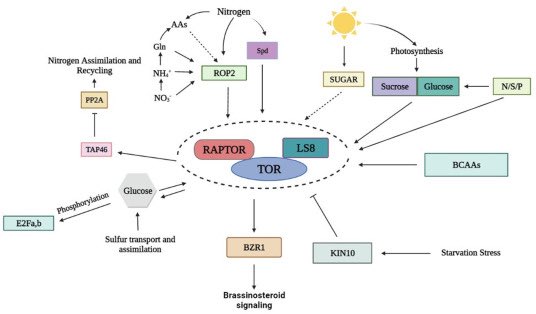 Journal of Plant Physiology tweet media