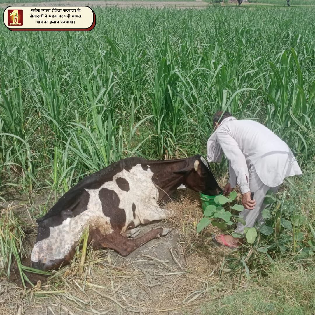 DSSNewsUpdates's tweet photo. Your little efforts can save dying humanity. #DSS volunteers saved a cow, got it treated, and saved a life. With the inspiration of St. Dr. @GurmeetRamRahim Singh Ji Insan, they give a message, 'Be kind and don't be cruel to anyone
#AnimalWelfare #DeraSachaSauda #WelfareWorks https://t.co/MojqS030MR