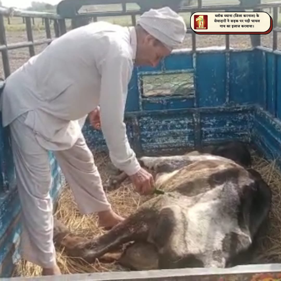 DSSNewsUpdates's tweet photo. Your little efforts can save dying humanity. #DSS volunteers saved a cow, got it treated, and saved a life. With the inspiration of St. Dr. @GurmeetRamRahim Singh Ji Insan, they give a message, 'Be kind and don't be cruel to anyone
#AnimalWelfare #DeraSachaSauda #WelfareWorks https://t.co/MojqS030MR