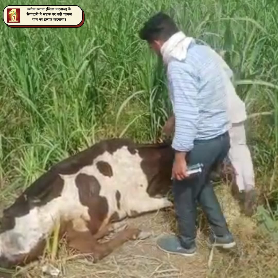 DSSNewsUpdates's tweet photo. Your little efforts can save dying humanity. #DSS volunteers saved a cow, got it treated, and saved a life. With the inspiration of St. Dr. @GurmeetRamRahim Singh Ji Insan, they give a message, 'Be kind and don't be cruel to anyone
#AnimalWelfare #DeraSachaSauda #WelfareWorks https://t.co/MojqS030MR