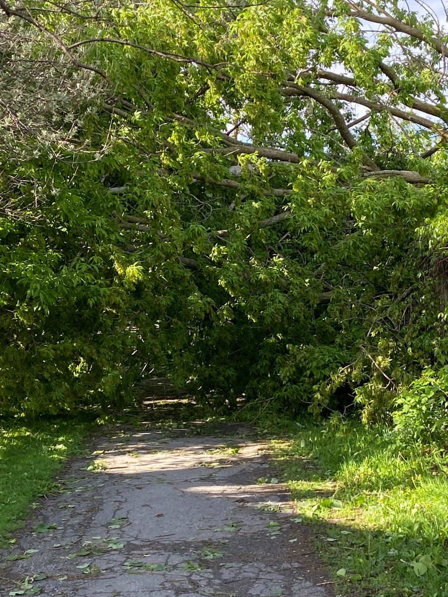 StJamesPCouncil's tweet photo. The path from aintree to the school is blocked by a few fallen trees.  If this is your child’s usual route, they will need to plan a different way https://t.co/eFxBmDFYfW