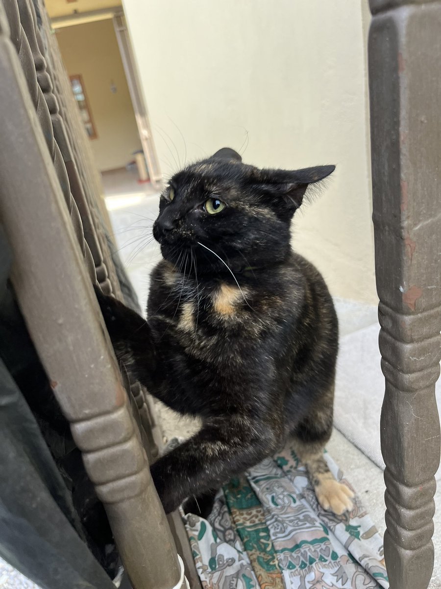 borcat_meow's tweet photo. Ears on plane mode, call me Top Gun Maverick https://t.co/aP1nb2G2nR