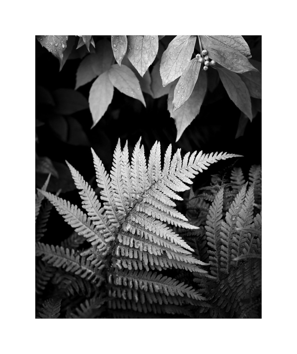 New Fern growth for #Sharemondays2022