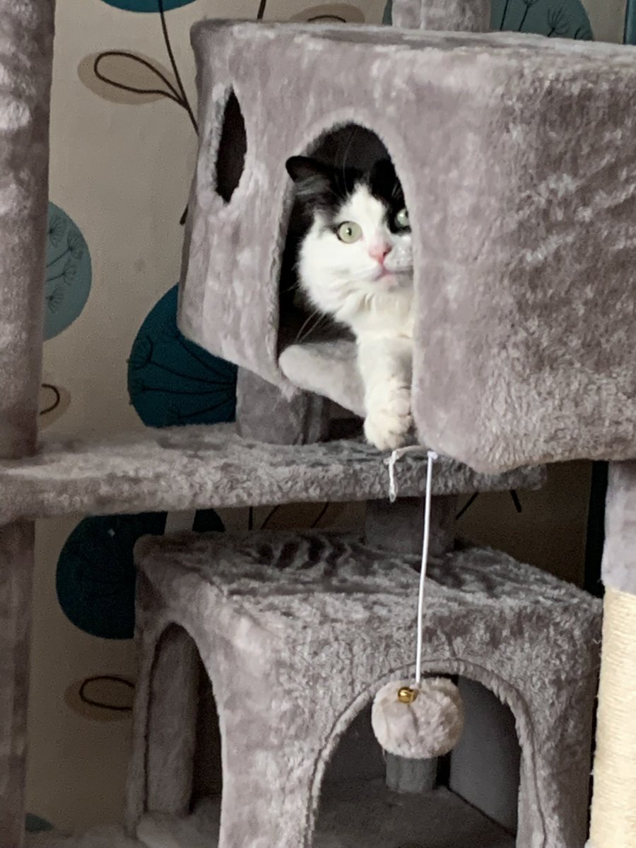 robmorgan1970's tweet photo. my beautiful cat billy a stray but had him over a year now he is a super star and so cute https://t.co/gZIxwg3bGw
