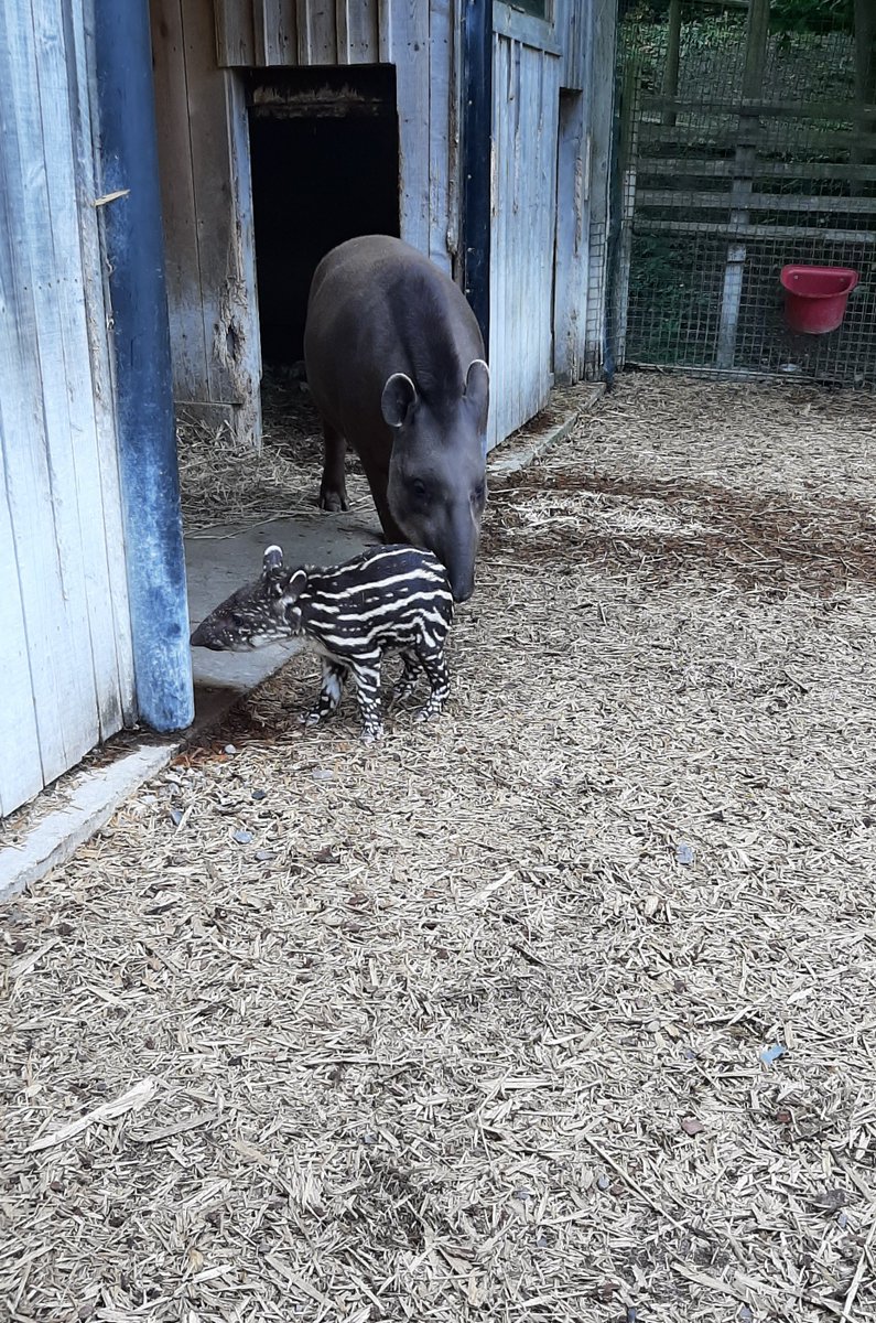 Amazona Zoo (@amazonazoo) on Twitter photo So thrilled for Ennis! She has finally given birth! Three attempts, lots of heartbreaks, but she has done it! <a href="/BIAZA/">BIAZA</a> <a href="/EDP24/">Eastern Daily Press</a> #News #Cromer <a href="/Vstnorthnorfolk/">Visit North Norfolk</a> #Newborn #Tapir So thrilled for Ennis! She has finally given birth! Three attempts, lots of heartbreaks, but she has done it! <a href="/BIAZA/">BIAZA</a> <a href="/EDP24/">Eastern Daily Press</a> #News #Cromer <a href="/Vstnorthnorfolk/">Visit North Norfolk</a> #Newborn #Tapir