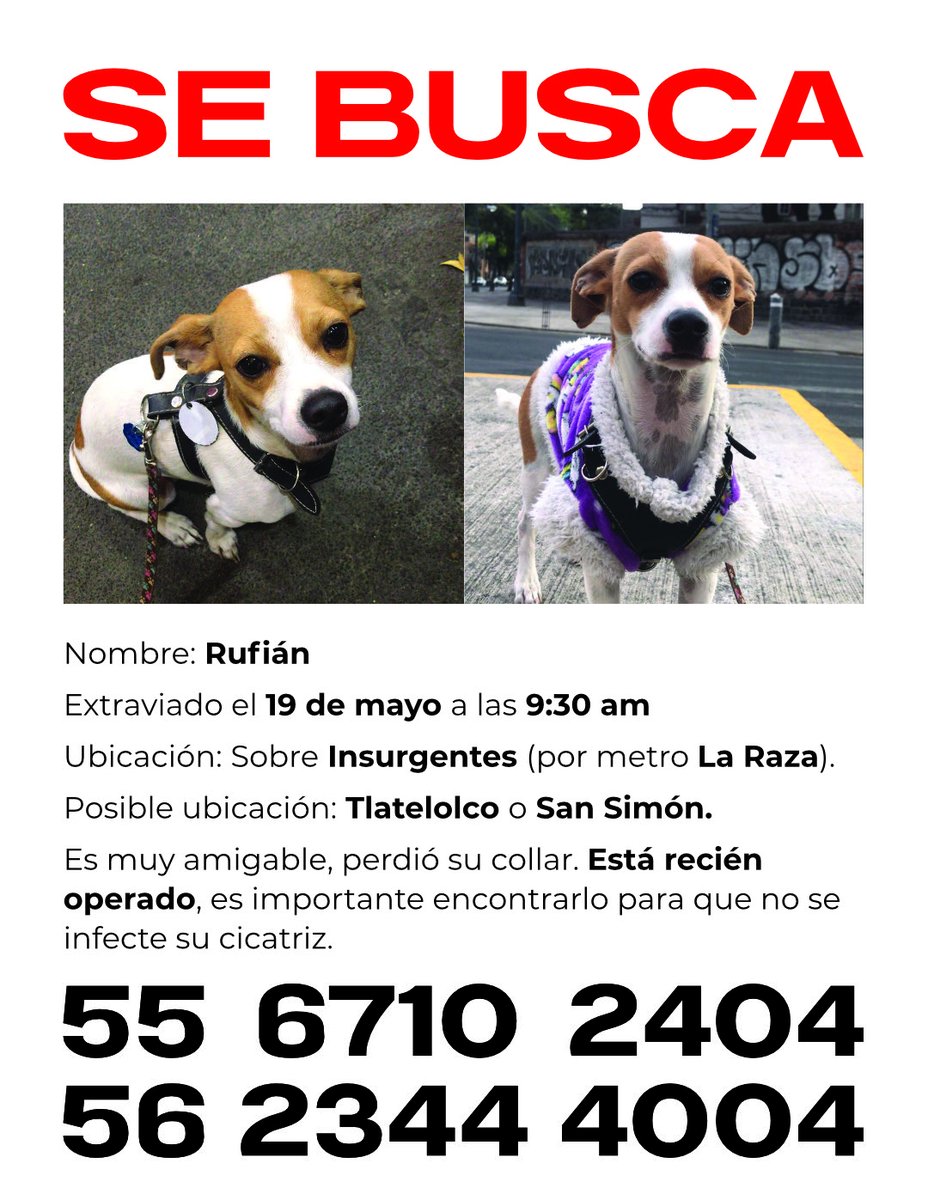 Ayudemos para que Rufián regrese a casa 🐶😢 #agataninforma