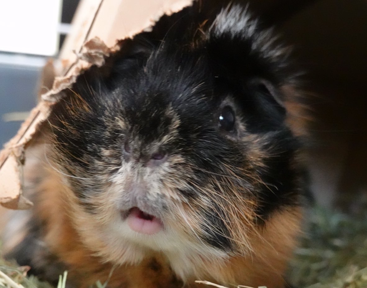 TuftyPiggie's tweet photo. @badgerbumble We donโt have any mutton chops over hereโฆ However, perhaps you will permit an entry from the late, great Zigzogs who missed out on this wonderful hashtag. #muttonchopsMonday ๐ #BigZig #awaysinourhearts https://t.co/fikOku4QTG