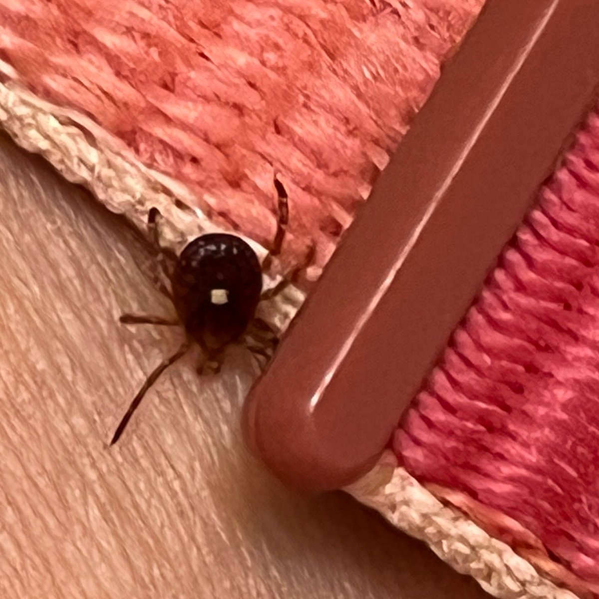 Judy Stone tweet media