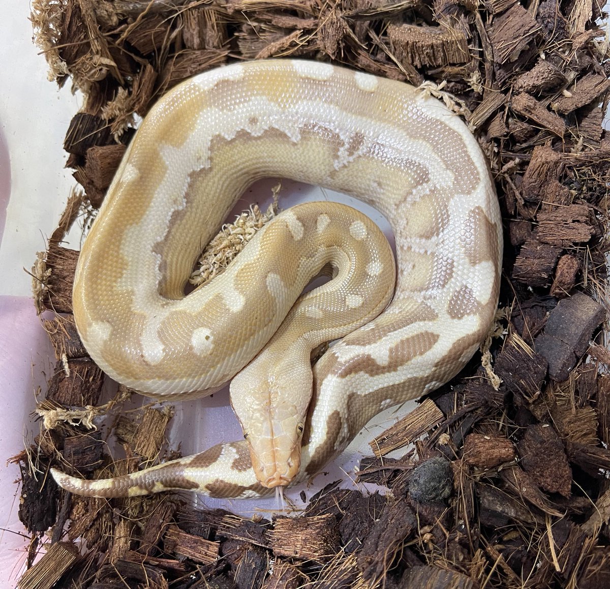 BrassmanRep's tweet image. I guess you guys really like the Borneos!  Haha!  Here’s a young Sunset Borneo 
🔥🔥

#shorttailpython #snake #albino