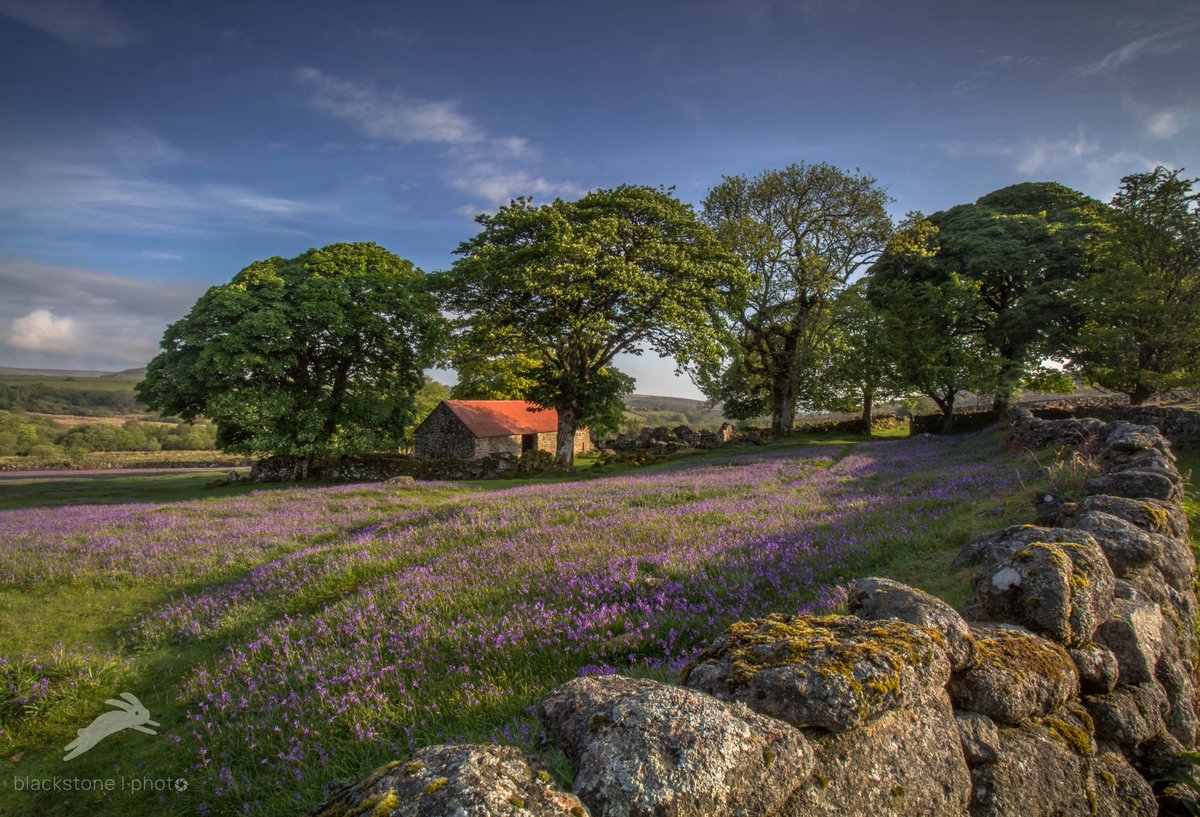 Emsworthy is one of my favourite locations Summer, autumn or winter, but spring is when it really comes into its own - Dartmoor bluebell season is here!!! @VisitDartmoor @dartmoornpa @AroundAshburton @dartmoormag @UKBaskervilles @VisitDevon