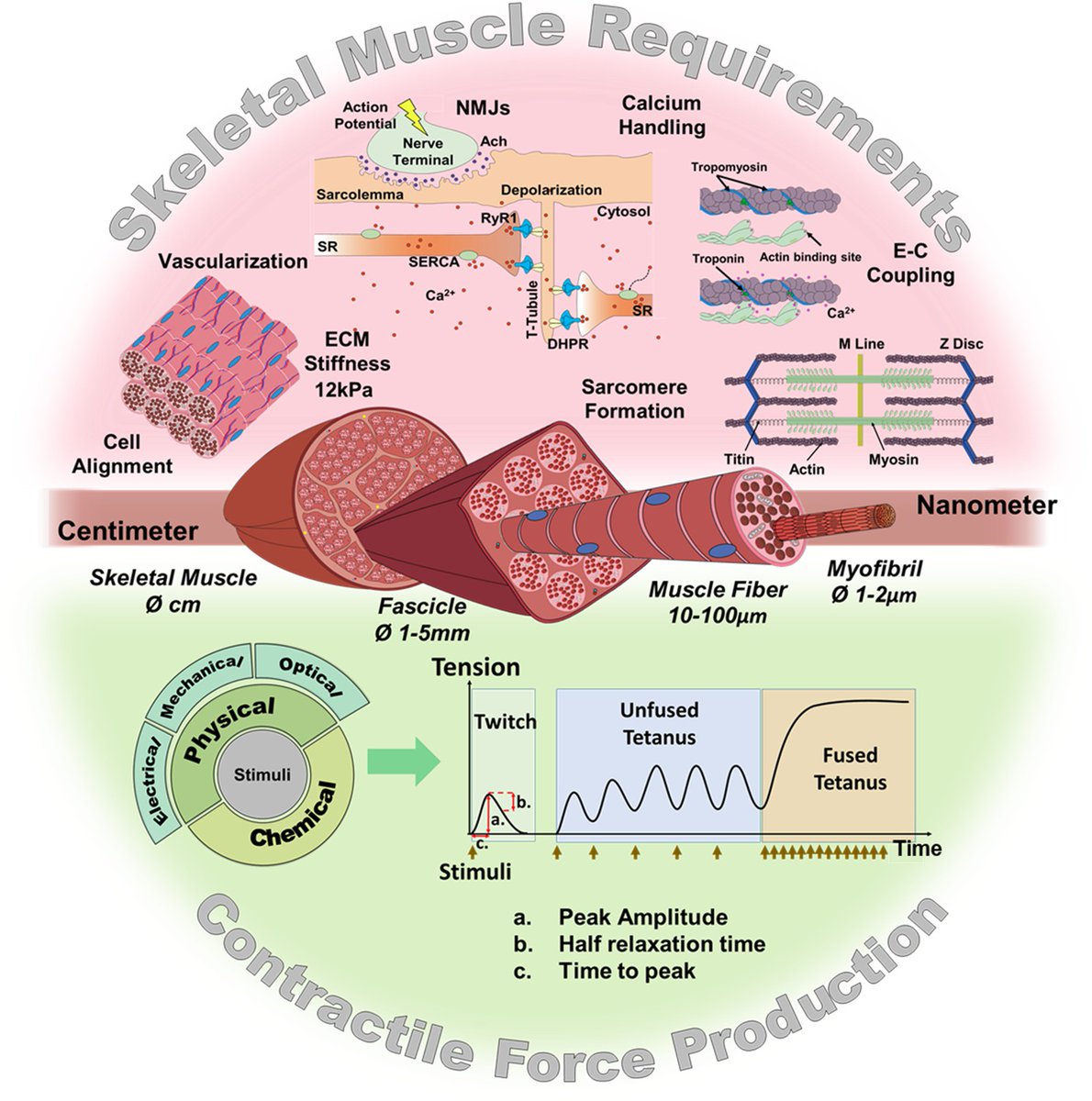 ainara_vallejo's tweet photo. Hope you enjoy our latest #ehupaper focusing on contractile force assessment methods for in vitro skeletal muscle tissues https://t.co/aSIp3BCfd9, just published in @eLife  
Congrats to all the authors for awesome teamwork!💪 @ehuscientia @Biodonostia @tecnun @upvehu https://t.co/nHPbaRvSl5