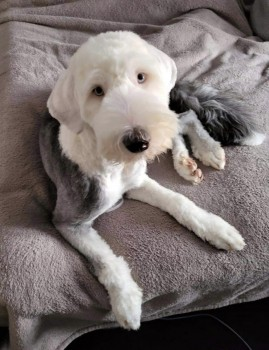 millypod1's tweet photo. DAPHNE HOME SAFE. THANKS FOR RT'S 😊🐕🐾

🆘23 MAY 2022 #Lost DAPHNE #ScanMe 
YOUNG Grey White Old English Sheepdog Female
#Oldbrook Sightings early morning at Sainsburys The Hub and Saxon Court.
#MiltonKeynes #Buckinghamshire #MK6
SIGHTINGS PLZ**
https://t.co/H9YEuyXjKR https://t.co/ZwWXj2e79w