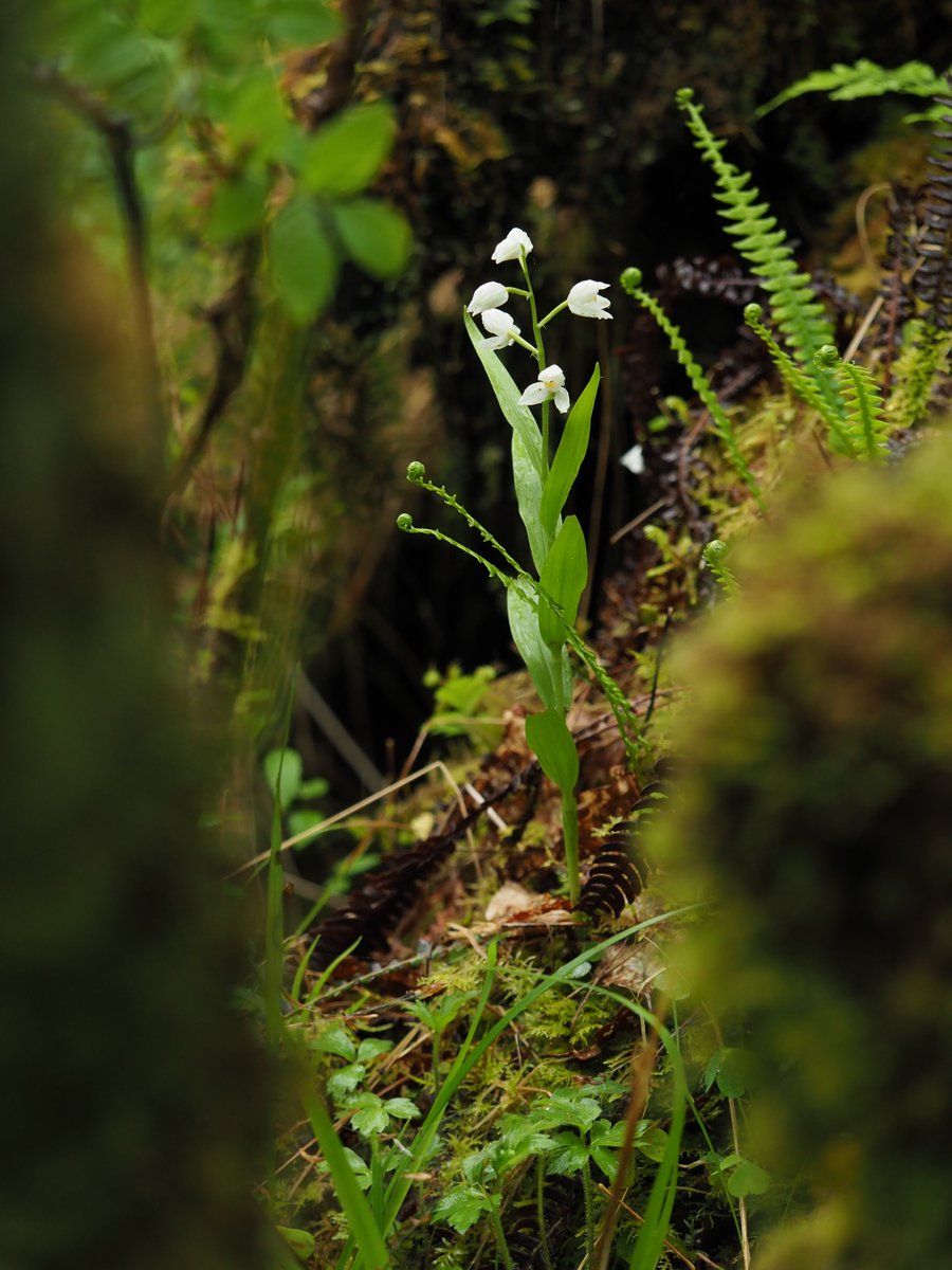 Wild Orchids UK & Ireland tweet media