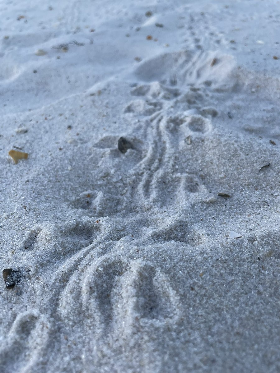 GulfStatePark's tweet photo. Happy #WorldTurtleDay 🐢 Here in Alabama, we are home to a diversity of freshwater and saltwater turtles! Visit the Park for the chance to see these beautiful animals in the wild! https://t.co/HAbLH6Wbwk