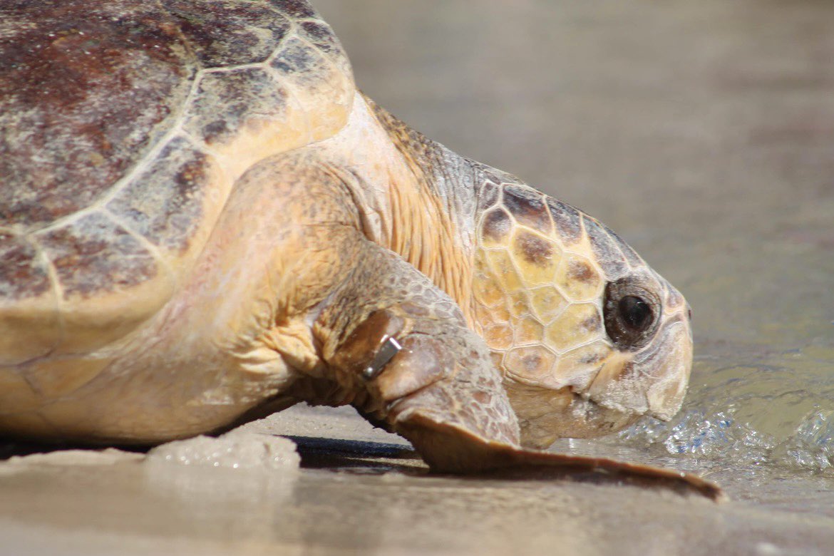 Happy #WorldTurtleDay 🐢 Here in Alabama, we are home to a diversity of freshwater and saltwater turtles! Visit the Park for the chance to see these beautiful animals in the wild!