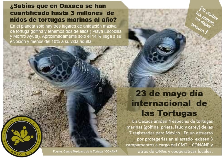 Las tortugas son un grupo de organismos que llevan viviendo en nuestro planeta millones de años, ayúdanos a protegerlas y conservar su hábitat.
"Feliz día de las Tortugas"🐢🐢🐢