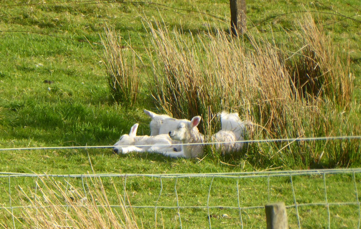 A nest of #cheviot lambs #nativebreeds #crofting