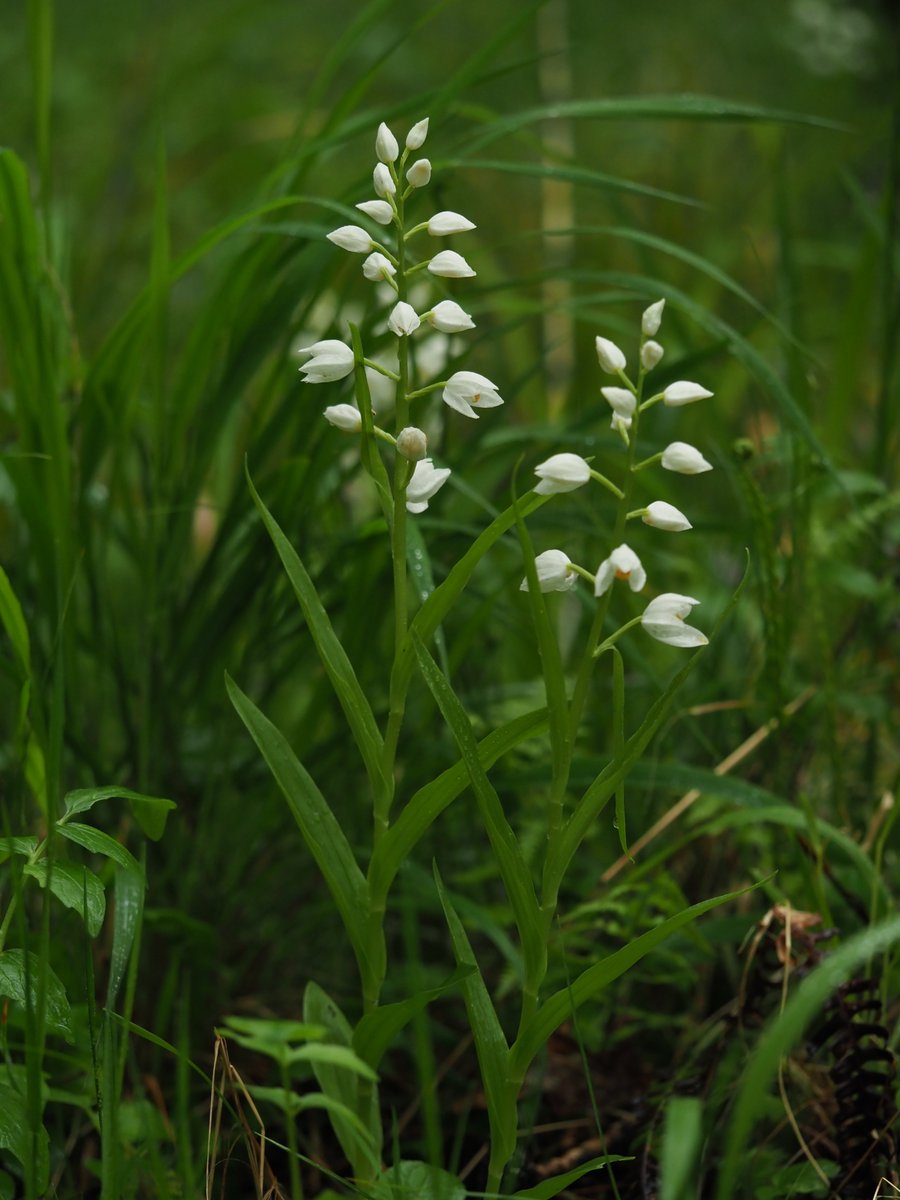 Wild Orchids UK & Ireland tweet media
