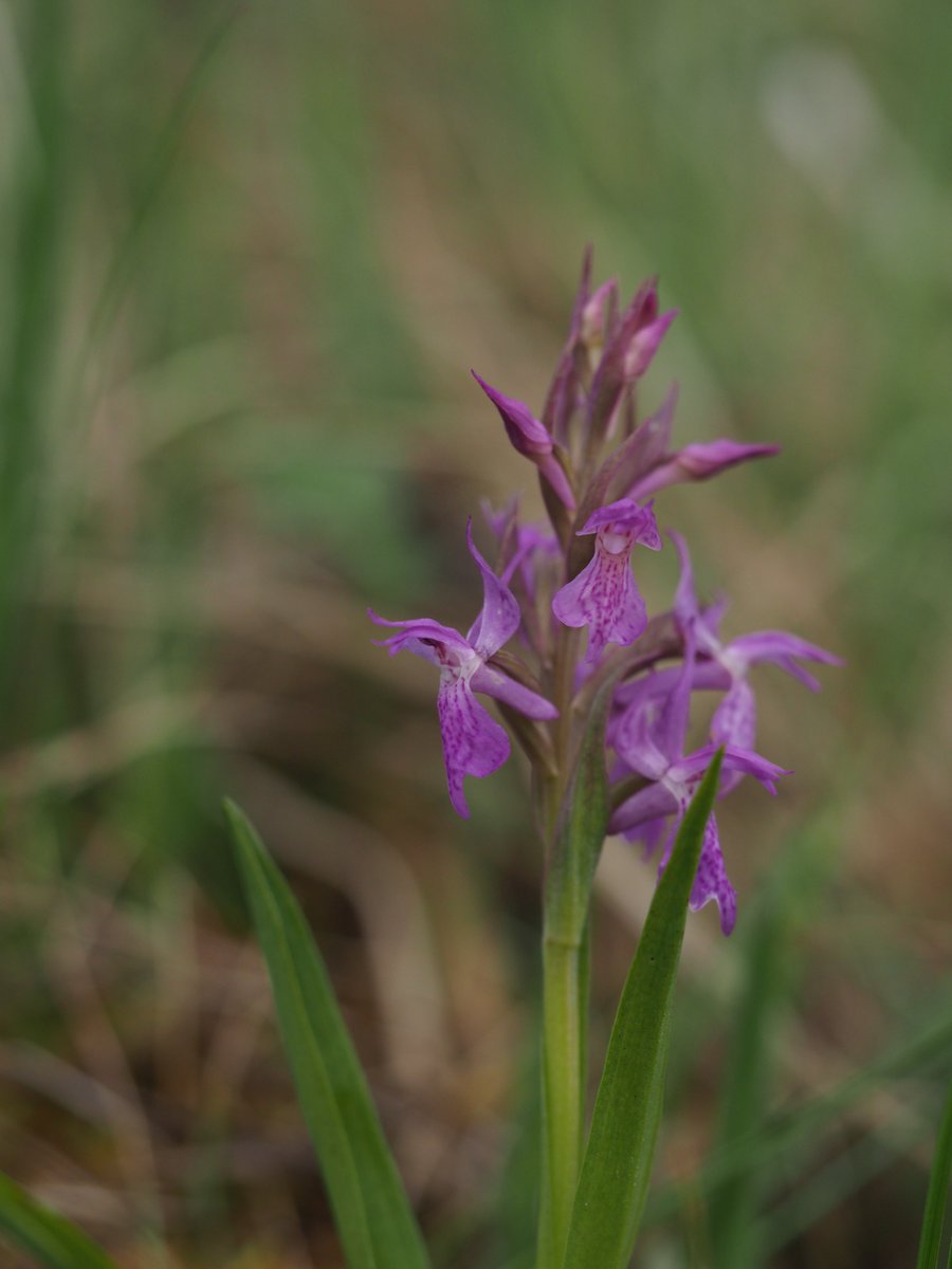 Wild Orchids UK & Ireland tweet media