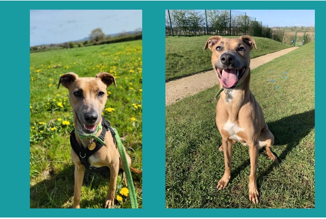 Sky is lookin for a home 🏡 
She is a 2yr old Lurcher Whippet
Can your RT find her a home 🏡 
Check out the website for more information &amp; all enquiries #Gloucestershire 
#AdoptDontShop #k9hour #rehomehour  cotswoldsdogsandcatshome.org.uk/listing/sky/