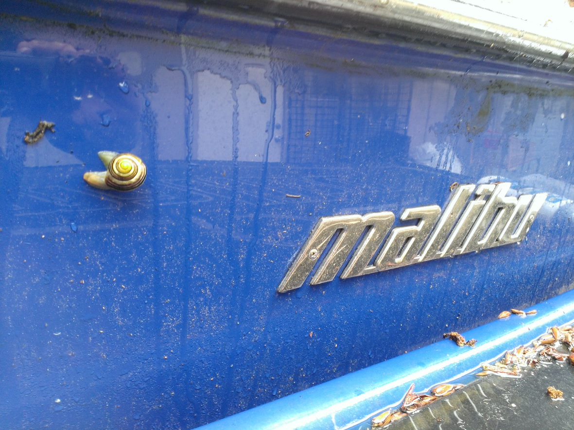 This is when you 1: Know its time for a boat wash 2: its Spring Time in Washington State.