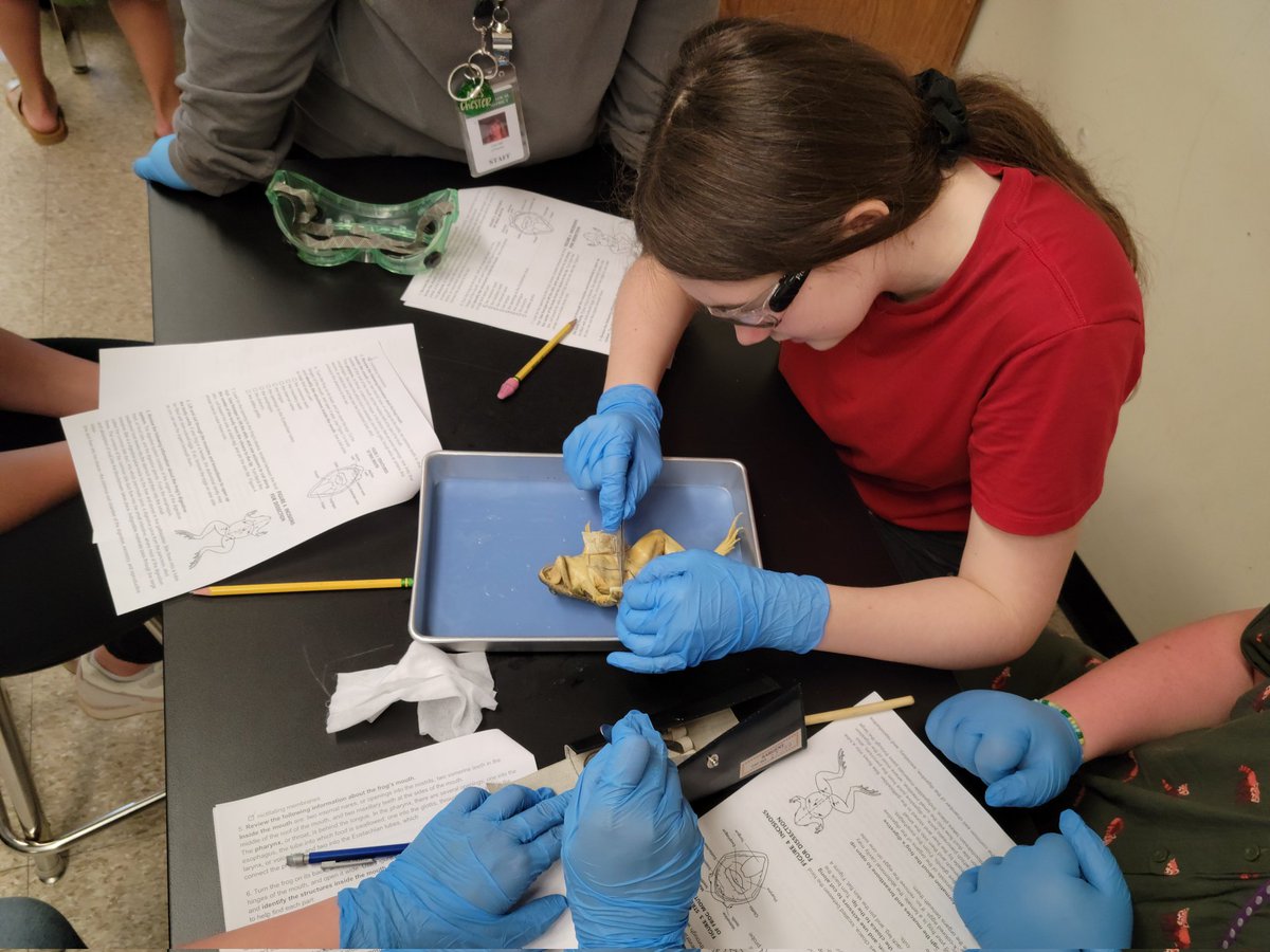 CloverleafMSAP's tweet image. Frog dissection! - loving the hands-on learning happening in our science classes!! @YakoCMS @CloverleafLocal @CmsYeti @MissBorsani